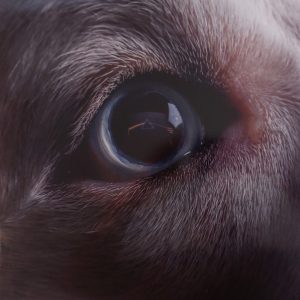 Roger Waters - The Dark Side Of The Moon Redux